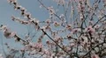 Bees on Flowering Tree, Spring Season, Pollination HD Footage