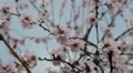 Bees on Flowering Tree, Spring Season, Pollination HD Footage
