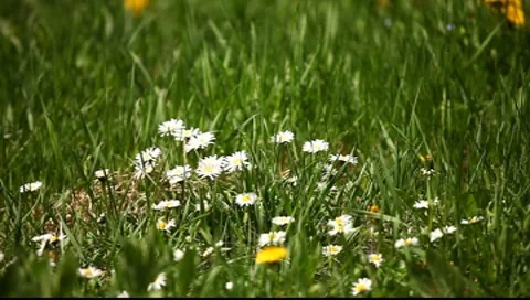 Bees on Flowers 02 Stock Footage 7731551