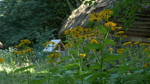 Bees on flowers, beehives on the background Stock Footage 94110532