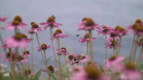 Bees on Flowers Close Up Video stock 261104123