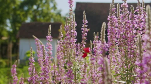 Bees on flowers in a countryside. Stockbeeldmateriaal 220368252