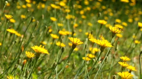 Bees on flowers Video stock 791063