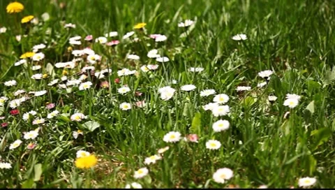 Bees on Flowers Stock Footage 7731540