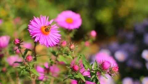 The bees on the flowers Stock Footage 8995875