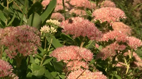Bees on flowers Stock Footage 12101094