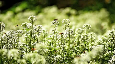 Bees on flowers Stock Footage 12379929