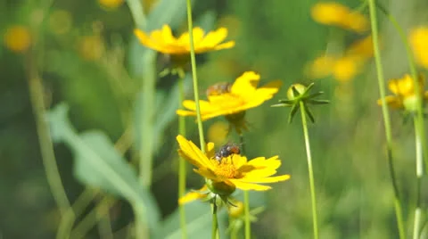 Bees on flowers 스톡 동영상 25819677