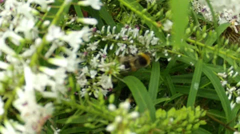 Bees on Flowers Stock Footage 26432826