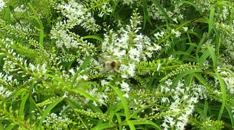 Bees on Flowers Stock Footage 26440996