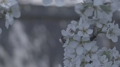 Bees in flowers Stock Footage 48917391