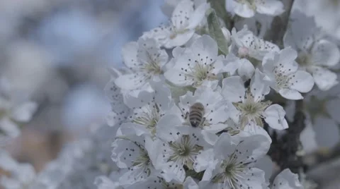 Bees in flowers Stock Footage 48917418