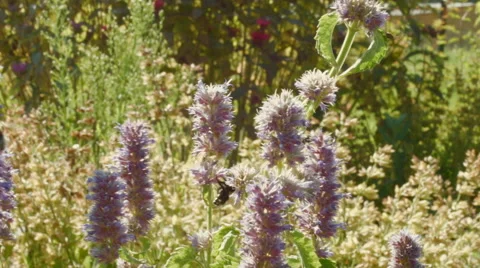 Bees on the flowers Video stock 54217031