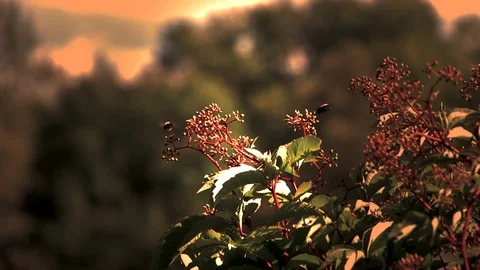 Bees in Flowers 動画素材 102062554