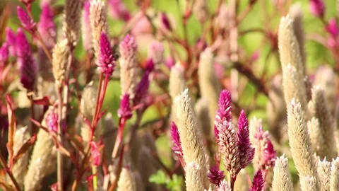 Bees on flowers Stock Footage 118995648