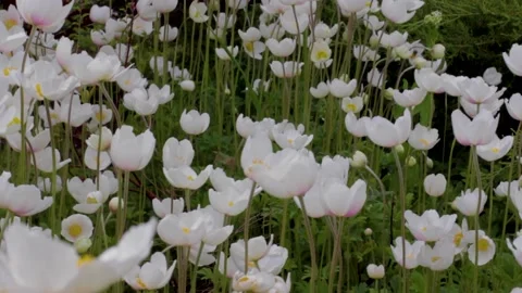 Bees on flowers Stock Footage 153486465