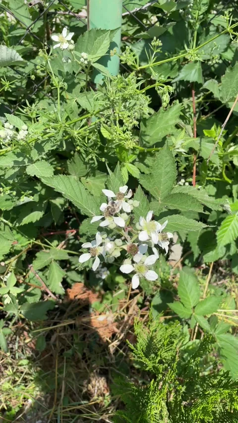 Bees on flowers Stock Footage 196823585
