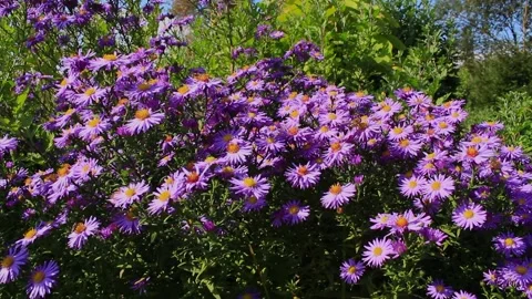 Bees on flowers Stock Footage 246997400