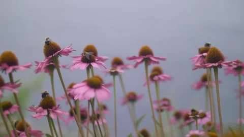 Bees on Flowers Video stock 261104128