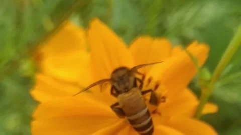 Bees on flowers in the garden Stock Footage 144361766