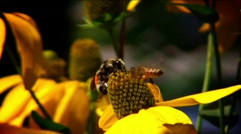 Bees on flowers HDF40-52  Stock Footage 765736