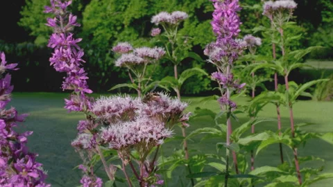 Bee's in flowers next to Summer Pond, Vintage (4K) Video Stock Footage 282825818