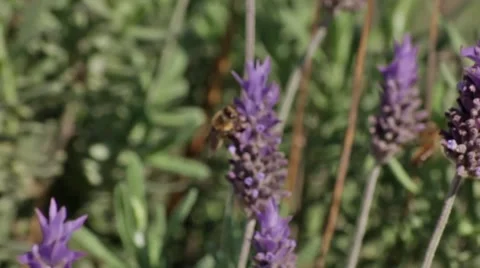 Bees &amp; Flowers Pack Stock Footage 40220560