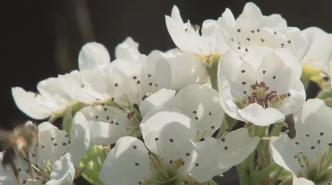 Bees on flowers PEAR Stock Footage 49834473