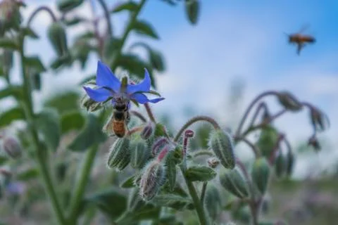 Bees on Flowers Foto stock