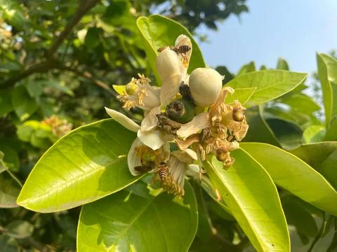 Bees on flowers Stock-Fotos
