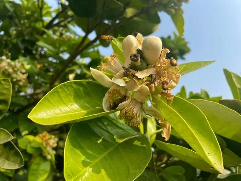 Bees on flowers Stock-Fotos