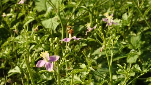 Bees on flowers suck honey Video stock 338092885