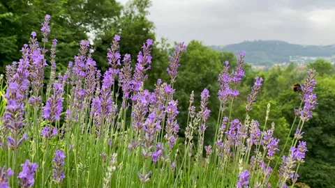 Bees on flowers on a summer day 動画素材 252966978