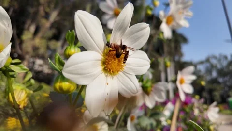 Bees on flowers in a sunny park 動画素材 332159552