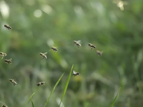 Bees flutter above green grass blades Stock Photos