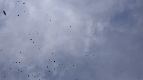 Bees fly against the blue sky Stock Footage 81189282