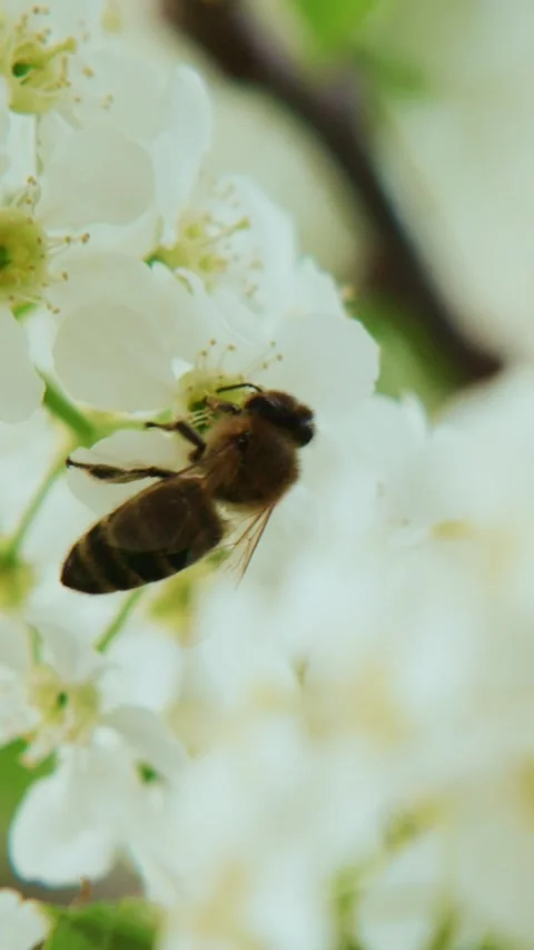 Bees fly among white blossoms Stock Footage 331526395