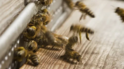 Bees fly and carry pollen for honey, global warming, climate change, macro shot Stock Footage 303710110