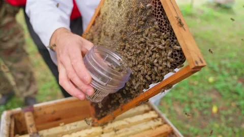 Bees fly and collect honey. The bees are getting ready for winter. Many bees tha Stock Footage 211676655