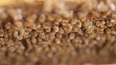 Bees fly and collect honey. The bees are getting ready for winter. Many bees tha Stock Footage 211677332