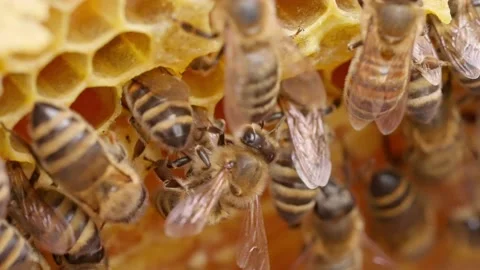 Bees fly and collect honey. The bees are getting ready for winter. Many bees tha Stock Footage 211677655
