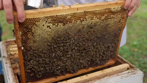 Bees fly and collect honey. The bees are getting ready for winter. Many bees tha Stock Footage 211681806