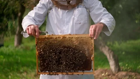 Bees fly and collect honey. The bees are getting ready for winter. Many bees tha Stock Footage 219790782