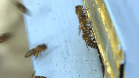 Bees Fly In And Fly Out Of The Tap-Hole Of Hive Vídeo Stock 126328269