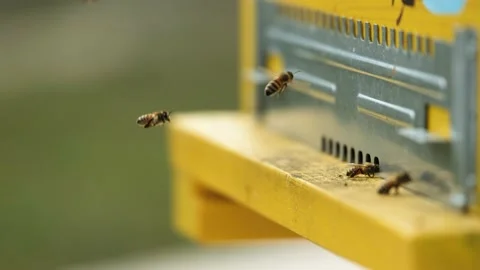 Bees fly on and off to the hive. Macro shot close up Stock Footage 170649025