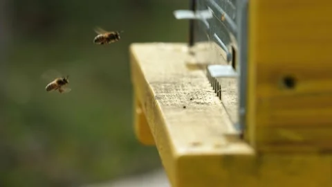 Bees fly on and off to the hive. Macro shot close up Stock Footage 170649413