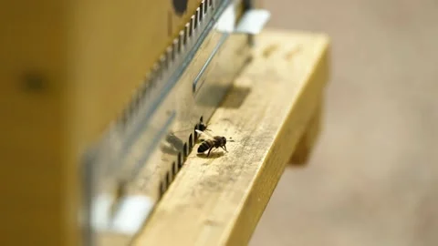 Bees fly on and off to the hive. Macro shot close up Video stock 170649530