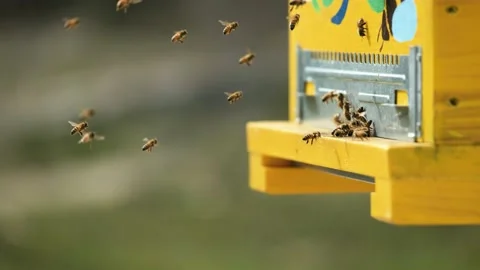 Bees fly on and off to the hive. Macro shot close up Stock Footage 170650440