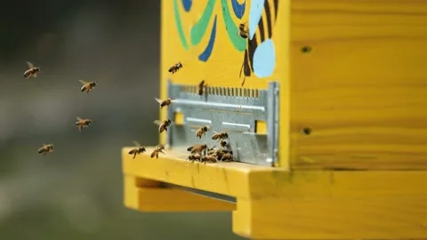 Bees fly on and off to the hive. Macro shot close up Stock Footage 170650497