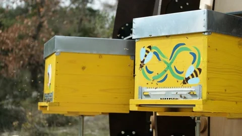 Bees fly on and off to the hive. Macro shot close up Stock Footage 170650886